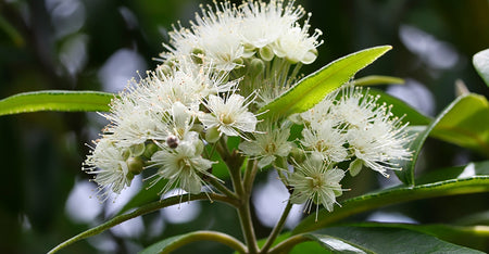 Lemon Myrtle